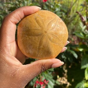 Sand Dollar